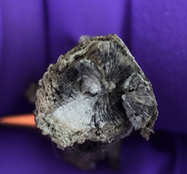 Blackleg infection cross-section discoloration