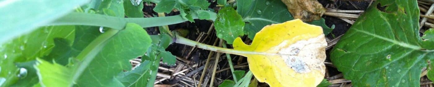 early season blackleg in canola