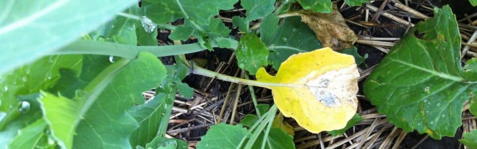 early season blackleg in canola