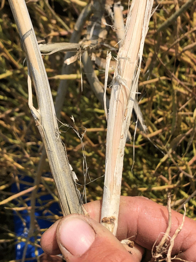 Verticillium stripe stem peeling