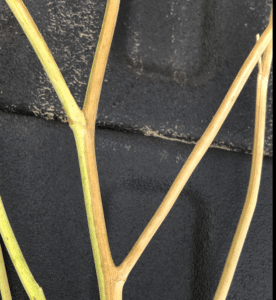 Half stem senescence verticillium stripe Half stem senescence verticillium stripe