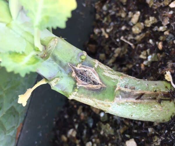 blackleg disease symptoms on a canola stem