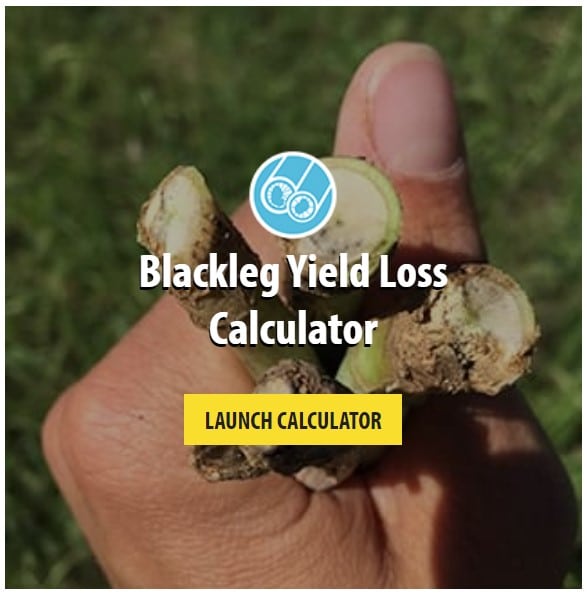The blackleg yield loss calculator