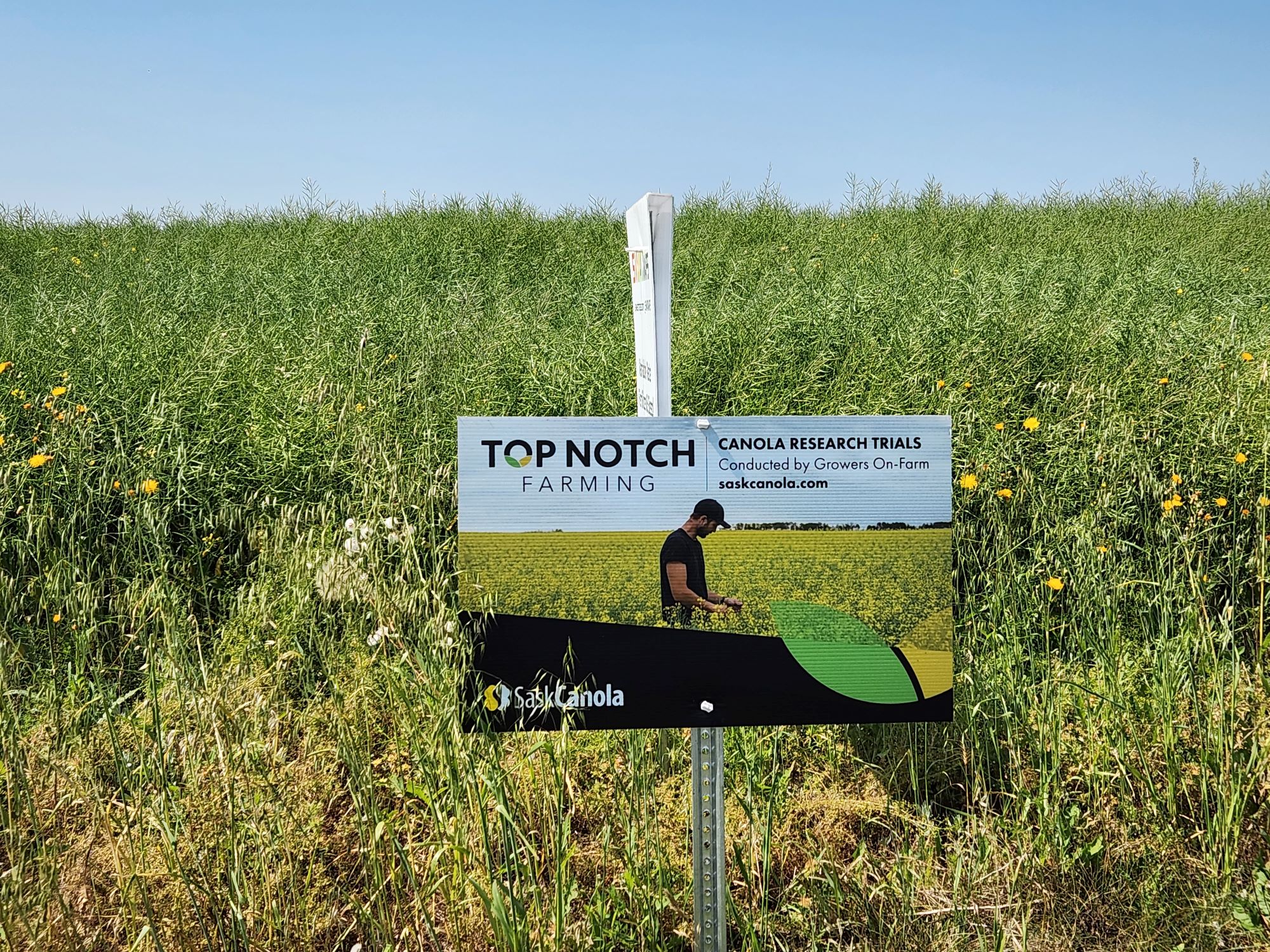 A SaskCanola 2023 on-farm trial site