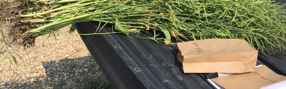 disease survey set up