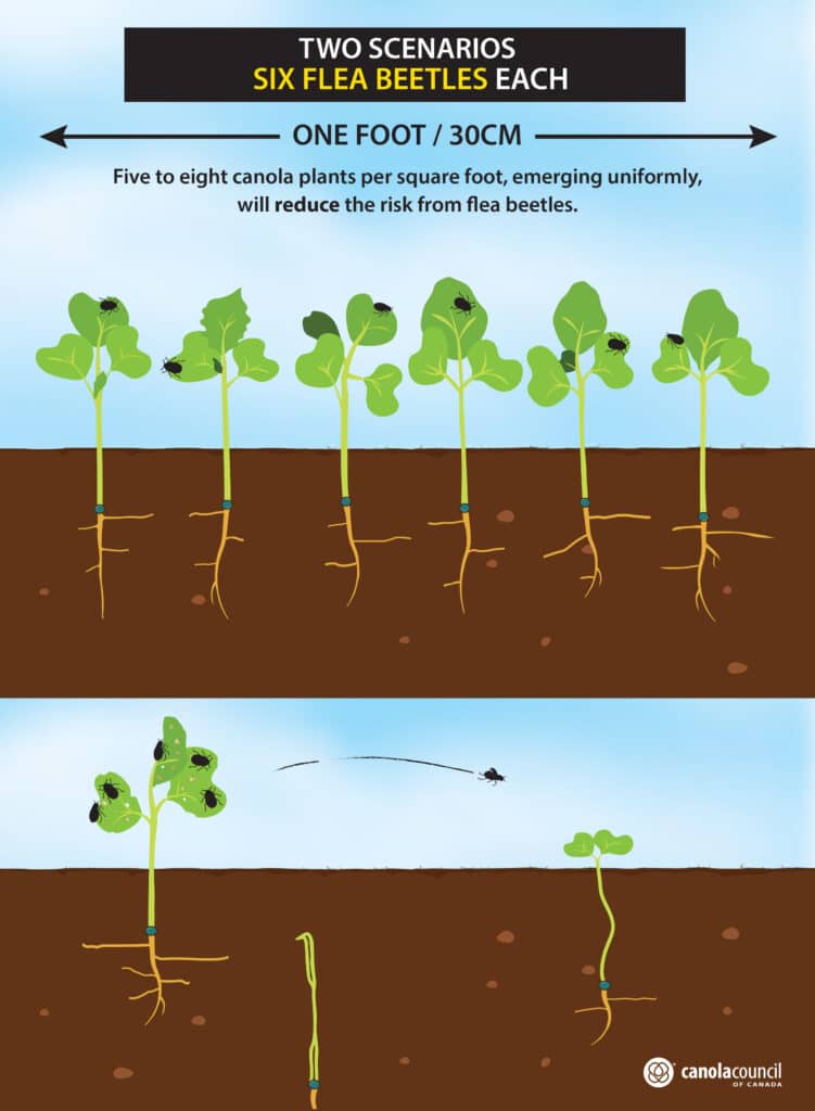 Two scenarios, six flea beetles each Flea Beetles, two scenarios six flea beetles each, canola crops - five to eight canola plants per square foot will reduce the risk from flea beetles