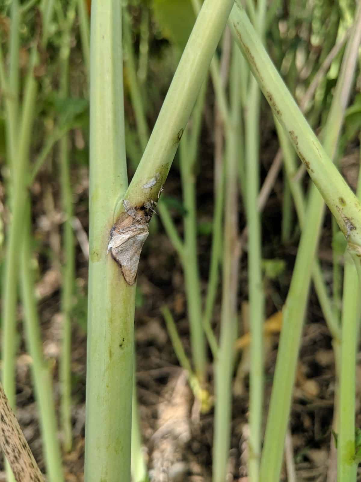 Sclerotinia symptoms – Leaf axil with small sclerotinia lesion