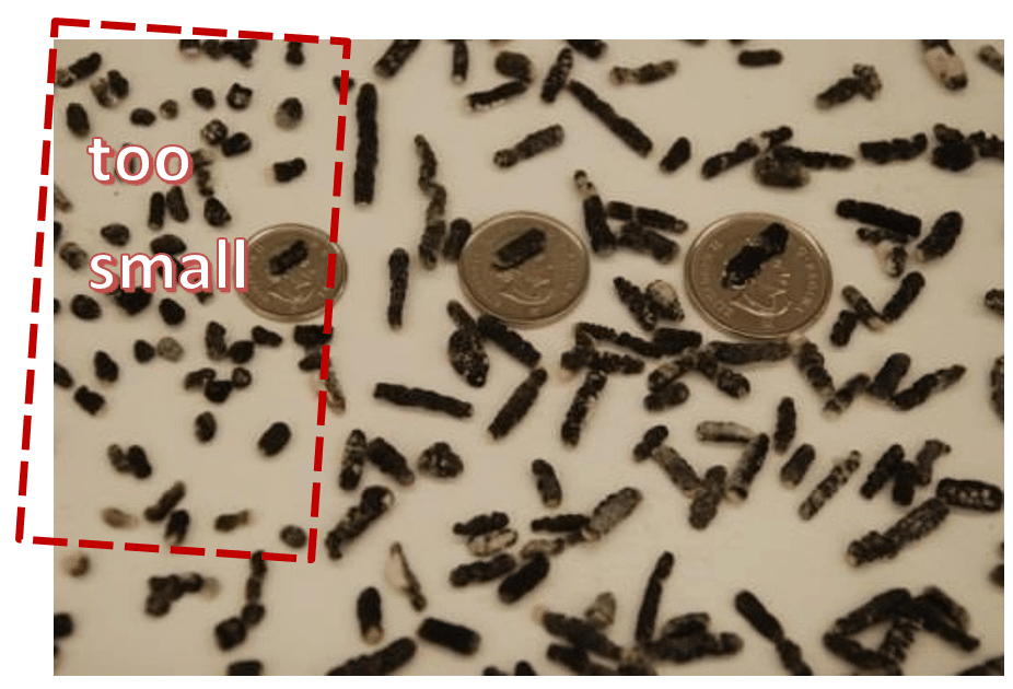 Sclerotinia Depot – Figure 3. Sclerotia from canola compared to the size of 5, 10 and 25 cent coins