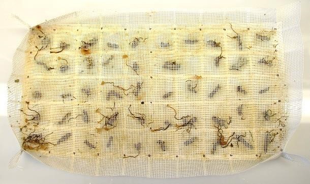 Sclerotinia Depot – Figure 6. A depot removed from a canola field showing sclerotia with stipes and apothecia of different sizes