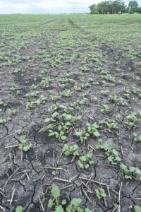 Canola seeded by airplane