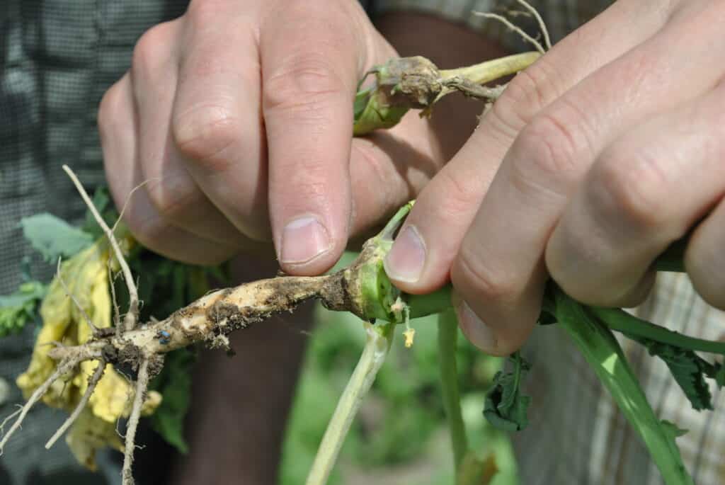 Root rot disease symptoms in canola