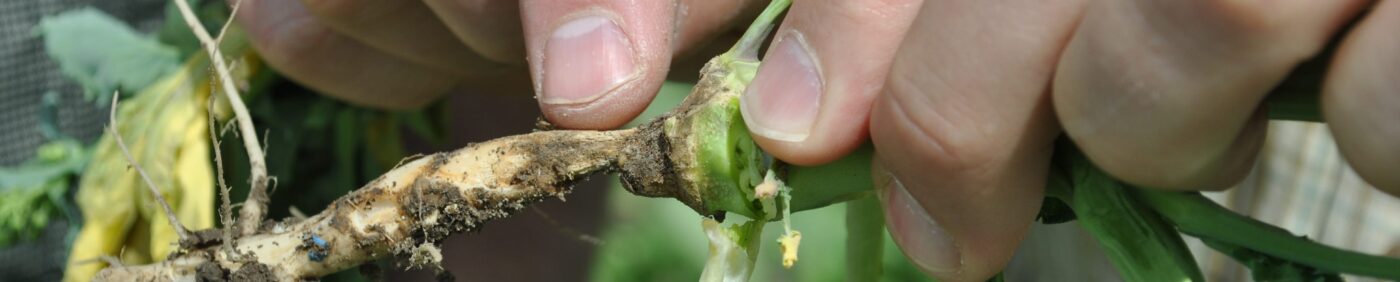 Root rot disease symptoms in canola