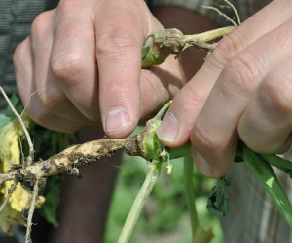 Root rot disease symptoms in canola