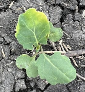 Group 27 drift on canola
