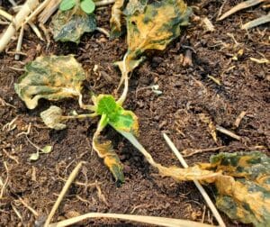 Frost damaged canola. 10 days after frost. Credit: Keith Gabert