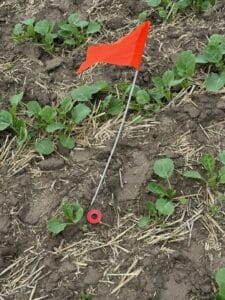 Marking canola plant with a washer