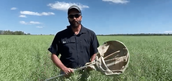 View our July 2024 issue of Canola Watch