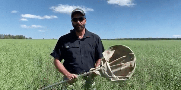 View our July 2024 issue of Canola Watch