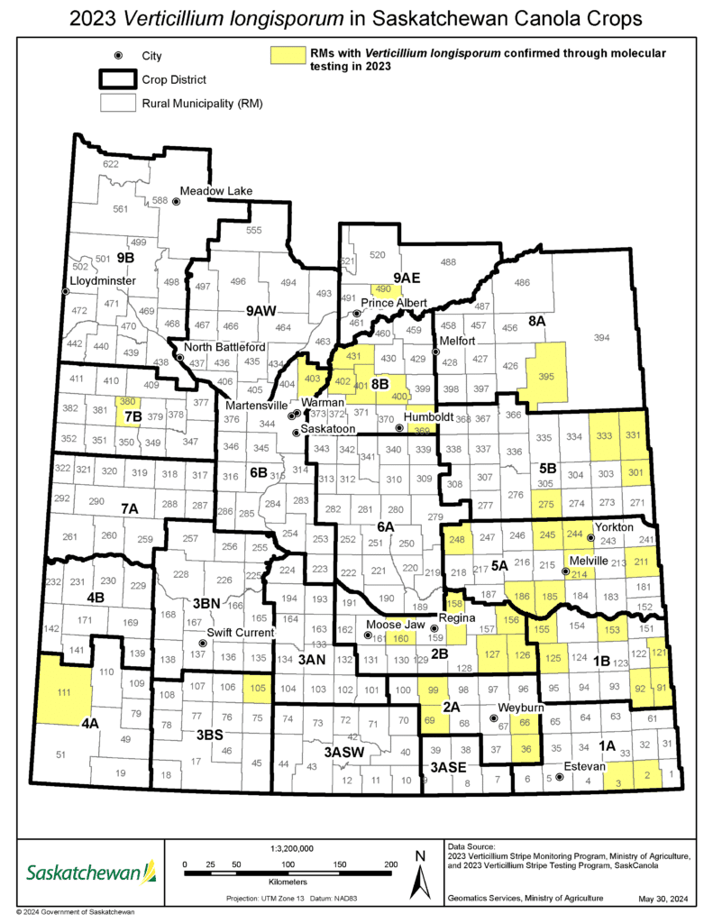 2023 Verticillium Stripe Distribution in Saskatchewan