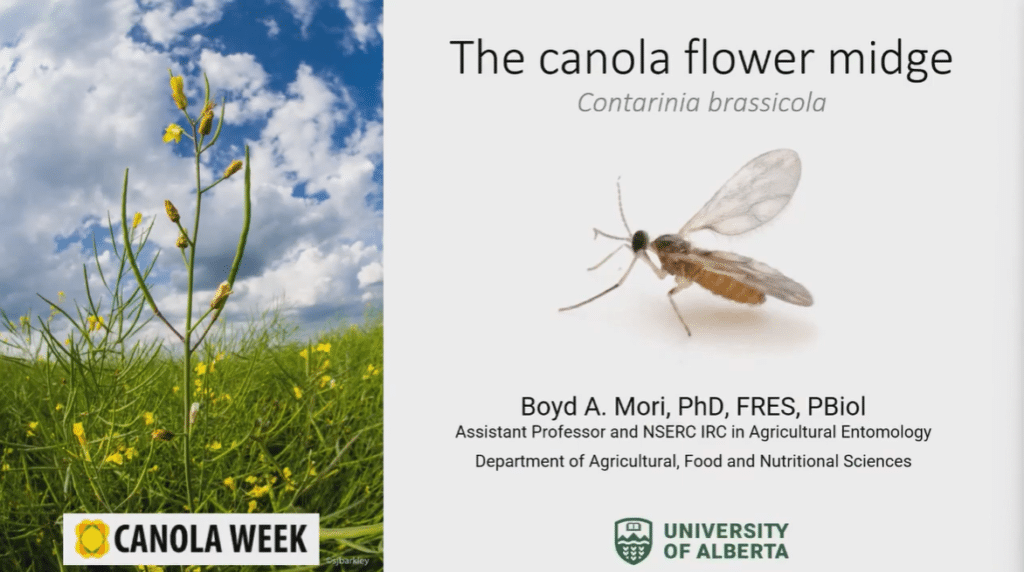 The beginning slide in a researcher's  presentation on canola flower midge research.