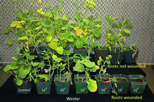 canola plants infected with blackleg as part of a research study