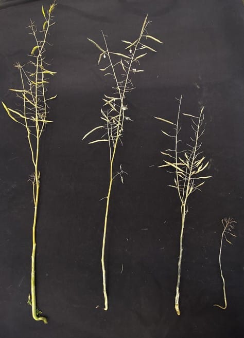 Disease rating scale for adult plants infected by Verticillium longisporum
