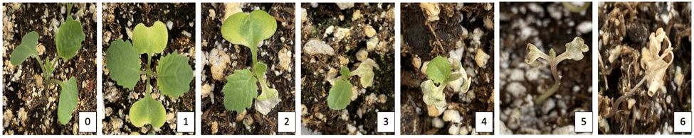 Disease rating scale for canola seedlings infected by Verticillium longisporum